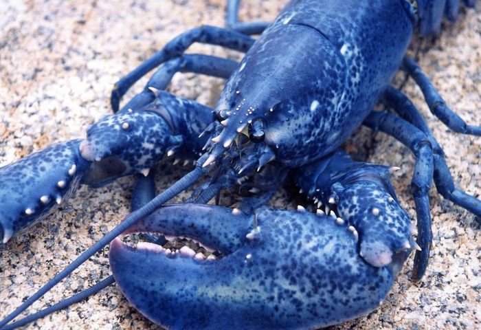 Tháng 5/2016, hai ngư dân Canada bắt được hai con tôm hùm mang màu xanh neon ở vịnh Nova Scotia. Các nghiên cứu chỉ ra chế độ ăn cũng như điều kiện sống có thể ảnh hưởng đến màu của chúng. Số khác mang màu xanh nguyên bản di truyền từ bố mẹ. Tôm hùm xanh được xem là điềm may mắn. Theo các nghiên cứu, bạn cũng phải thực sự may mắn để bắt được một con tôm hùm xanh với tỷ lệ 1:2 triệu. Ảnh: Animals Day.
