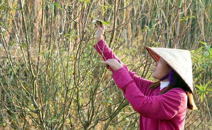 Nhiều gia đình ngắt lá đào muộn hơn nửa tháng so với những năm trước.