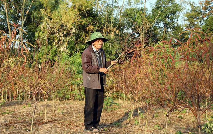 Thời tiết thất thường gây hiện tượng đào chết hàng loạt – Ông Kiêu chặt tỉa những cây đào chết khô trong vườn nhà