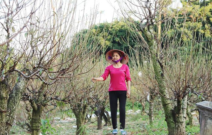 Các hộ trồng đào nhận chăm sóc thuê những gốc đào quý có giá trị hàng chục triệu đồng.