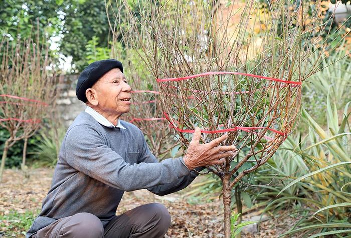 Cây đào được vụ sẽ mang lại nguồn thu nhập cao cho người trồng đào tại đây.