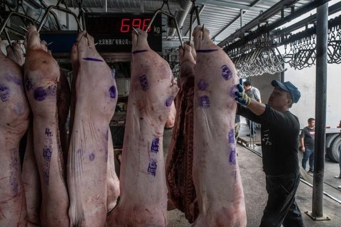 Một trang trại lợn ở ngoại ô Bắc Kinh, Trung Quốc. (Ảnh: NYT)