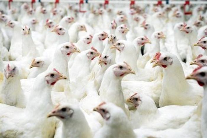 Thịt gà tăng giá cao dịp gần Tết 