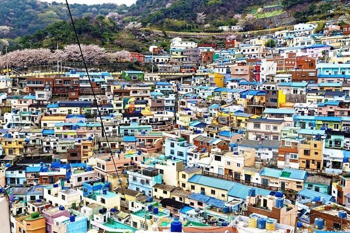  Làng văn hóa Gamcheon, nằm ở ngoại ô thành phố Busan, những ngôi nhà với màu rực rỡ 