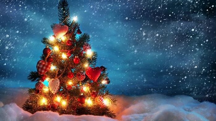 Cây thông cũ lại được tỏa sáng vào đêm Giáng sinh. 