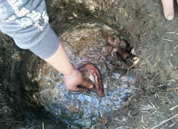 Tuy nhiên, với nhiều thực khách, món đầu cá lên men có mùi rất khủng khiếp.