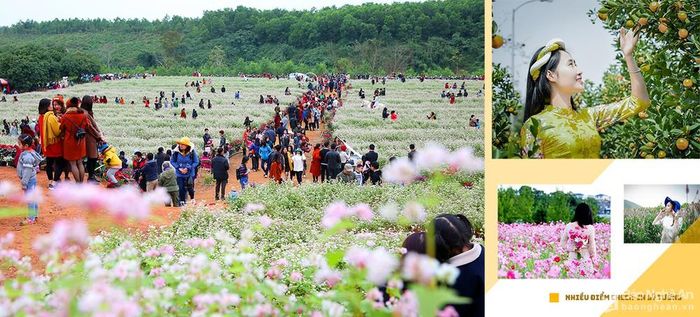Đến với Nghĩa Đàn, bạn sẽ lạc vào một rừng hoa. Không chỉ hoa hướng dương mà vô vàn loài hoa, trái khác ở vườn hoa xuân Trương Gia Trang, thung lung hoa, đồi hoa sở ở xã Nghĩa Lộc, vườn cây trái ở HTX 19/5... rất lý tưởng để chụp ảnh.