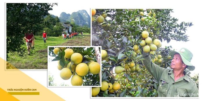 Hoặc tìm về Con Cuông, thăm Vườn Quốc gia Pù Mát, thác Khe Kèm, đập Phà Lài, bơi thuyền trên sông Giăng khám phá cuộc sống người Đan Lai, trải nghiệm hái cam bản Pha.