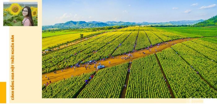 Lý tưởng nhất vẫn là cánh đồng hoa hướng dương ở Nghĩa Đàn. Tập đoàn TH đã trồng khoảng 100 ha hoa phục vụ Lễ hội Hoa hướng dương. Lễ hội khai mạc vào tối 27/12. Về với lễ hội, mọi người sẽ được tham gia vào 4 hoạt động văn hóa, văn nghệ ẩm thực đặc sắc.