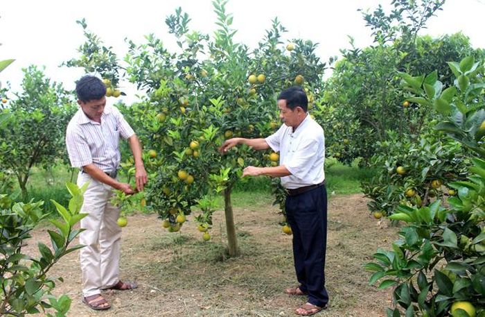 Quy hoạch vùng cây ăn quả tập trung cho thu nhập cao tại xã Minh Đức.