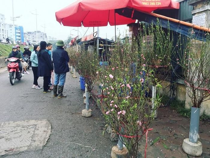 Đào xuống phố sớm cũng hấp dẫn nhiều người dừng lại ngắm nhìn