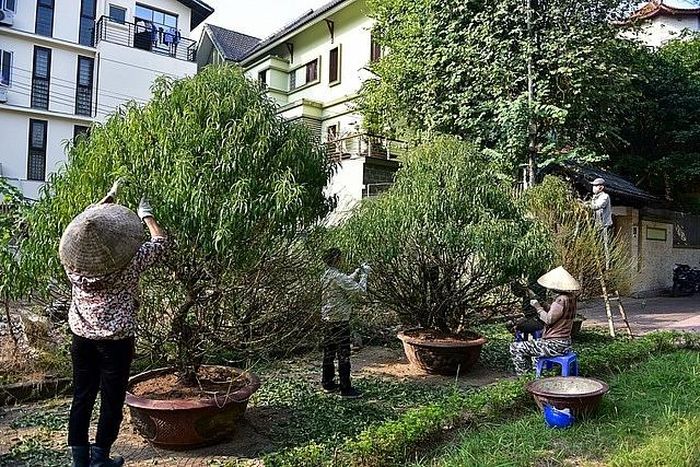 Cách đó không xa là làng đào Nhật Tân, người dân đang tuốt lá đào để có hoa nở vào đúng Tết