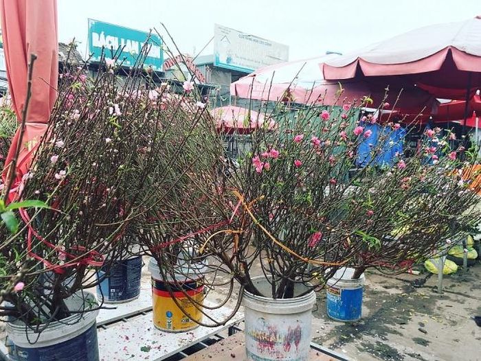 Đào có giá dao động từ 100.000 tới 500.000 đồng/cành, những cành to nhiều nụ và hoa có giá lên đến 1 triệu đồng