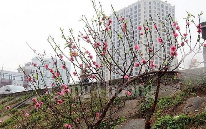 Thời tiết Hà Nội những ngày gần đây khá thuận lợi cho sự phát triển của đào