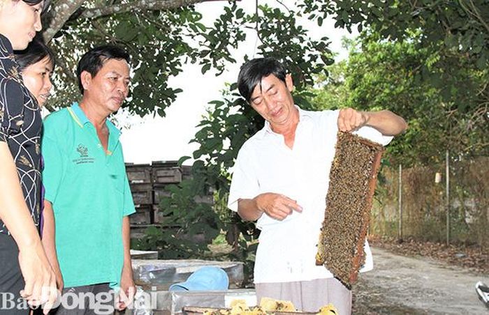 Ông Nguyễn Tấn Minh (phải) cùng những thành viên trong tổ hợp tác chia sẻ kinh nghiệm bên những vỉ ong đang kết mật. Ảnh: Văn Truyên