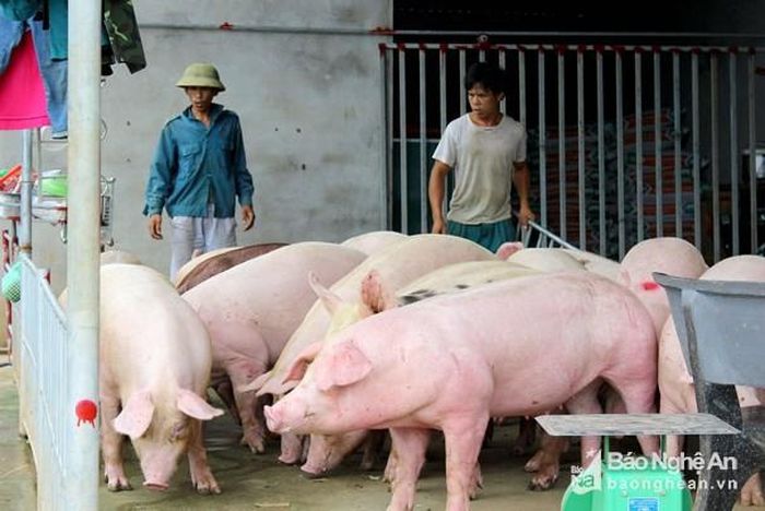Giá lợn thịt tăng vọt trong những tháng qua. Ảnh tư liệu: Quang An