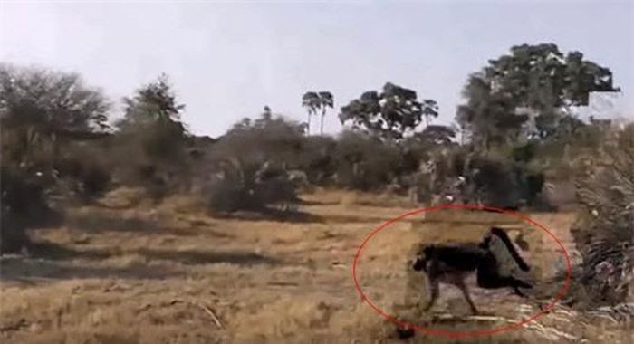  Có vẻ như màn cắn xé con mồi của báo đốm làm khỉ đầu chó chú ý. 