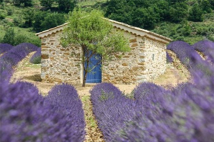  Provence, France: Không du khách nào có thể kìm lòng trước vẻ đẹp lãng mạn của cánh đồng hoa oải hương tím ngắt tại Provence. 