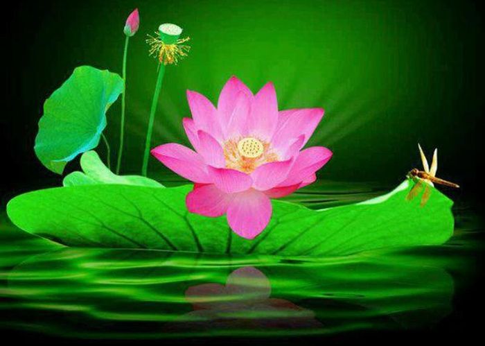 Hoa sen trong cõi vô thường (ảnh minh họa) 