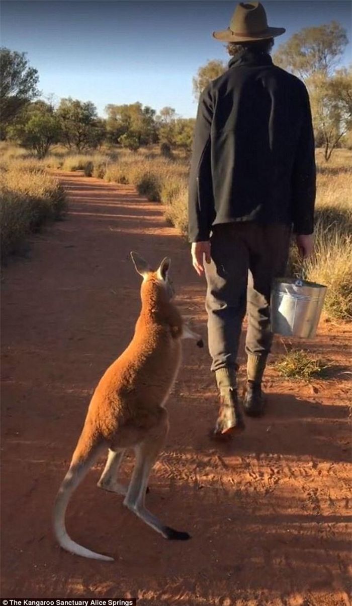  Sau khi người chăm sóc Chris Barns gỡ tay khỏi con kangaroo và bước đi, nó vẫn đi theo ông trên đường. (Nguồn: Daily Mail) 