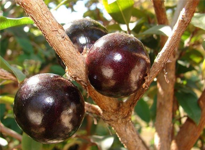  Cận cảnh quả nho thân gỗ đã chín mọng, mọc ngay trên thân cây. 