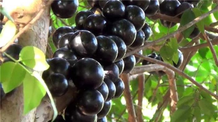  Quả có kích thước tương đương với quả mận, mọc chi chít trên thân cây và cành cây. Ban đầu quả có xanh, sau chuyển màu hồng, khi chín thì chuyển dần sang màu tím. 
