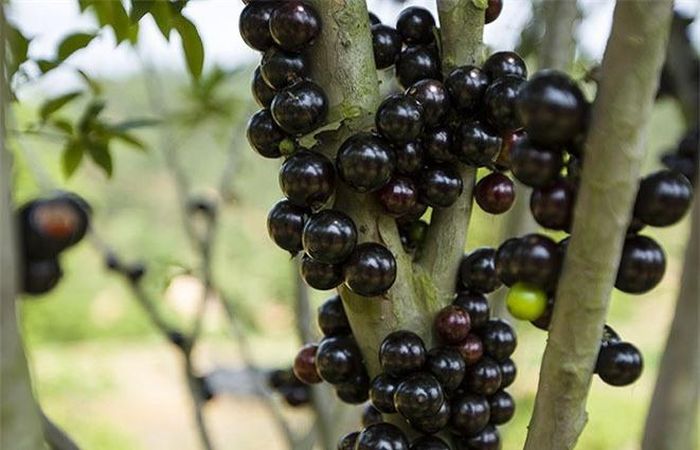  Tại các nước châu Á như Việt Nam, Trung Quốc nho thân gỗ không chỉ được yêu thích vì độc là mà bởi nó còn có ý nghĩa mang lại sự sung túc trong cuộc sống, do quả mọc sum suê, thơm ngọt dọc khắp thân cây. 