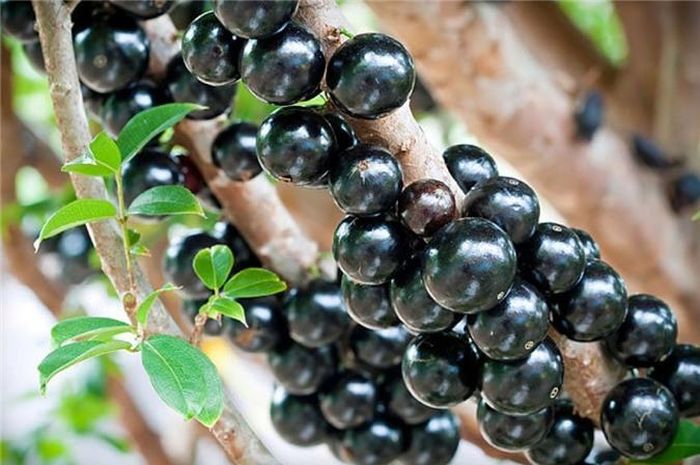 Mặc dù có kích thước và vẻ ngoài khá giống quả mận tam hoa nhưng ít ai ngờ loại quả mọc trên thân gỗ này lại mang hương vị của những trái nho ngọt ngào. 