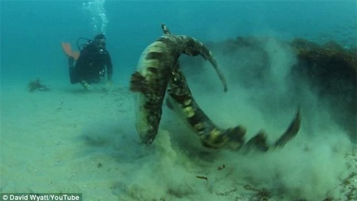  Dave Wyatt cho biết, trong mùa giao phối cá mập đực Wobbegong còn có thể tiết ra các chất pheromones vào nước để cuốn hút các con cái. 