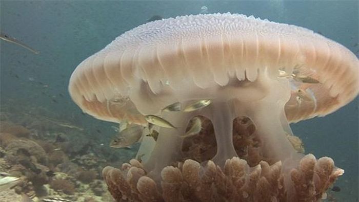 Biết rõ ưu điểm, khuyết điểm của mình, những con cá nhỏ nhanh trí dựa dẫm vào sứa biển khổng lồ. Chúng bơi nhẹ nhàng vòng quanh những con sứa, quá trình mở ra cụp vào của tán sức không làm ảnh hưởng đến việc di chuyển của cá nhỏ. (Nguồn Dailymail)