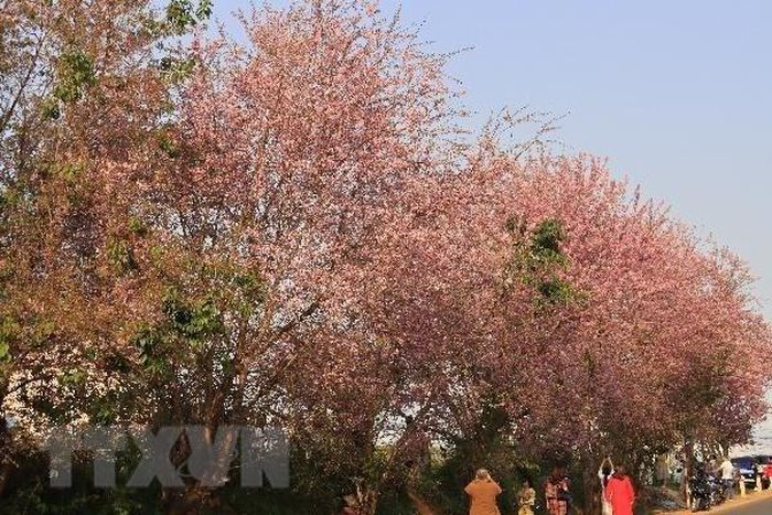 Mai anh đào nhuộm hồng phố núi hấp dẫn du khách.(Ảnh: Đặng Tuấn/TTXVN)