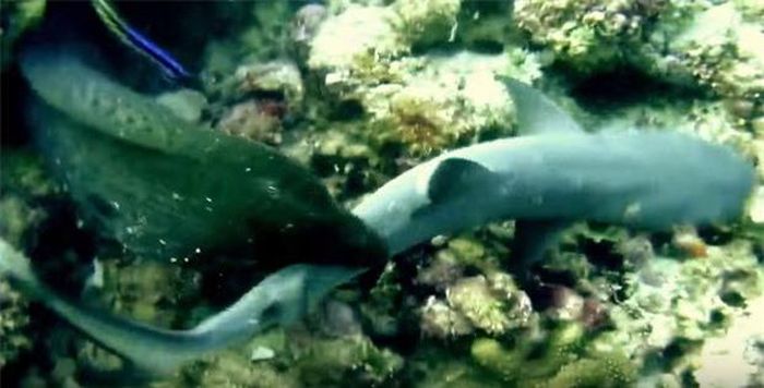  Lươn biển Moray hay lươn Moray răng kiếm là một trong những động vật ăn thịt dưới nước đáng sợ nhất. Chúng luôn khiến các thợ lặn sợ hãi và tránh xa. 