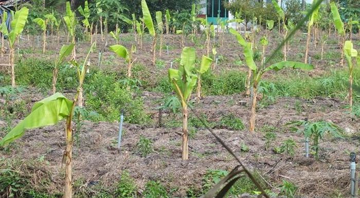 Chuyển diện tích vườn trồng quýt sang trồng chuối cau và đu đủ