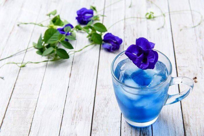 Ngoài món ăn, hoa đậu biếc cũng được sử dụng để chế biến ra các loại thức uống màu xanh hấp dẫn như trà, sinh tố, chè...