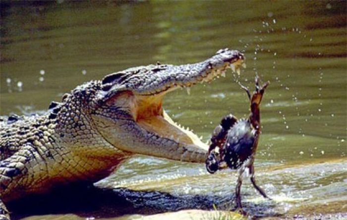  Trong tự nhiên, cá sấu thường xuyên nhai nuốt những con cua tuy nhiên cá sấu nhai nuốt con cua móng ngựa thì đây là lần đầu tiên. (Nguồn Sina) 