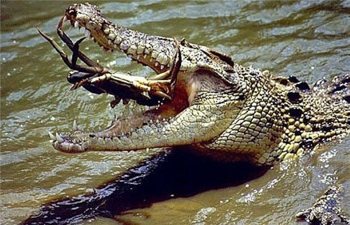  Đối với cá sấu, không một loài động vật thủy sinh nào có thể thoát khỏi cái mồm rộng ngoác của nó. (Nguồn Sina) 