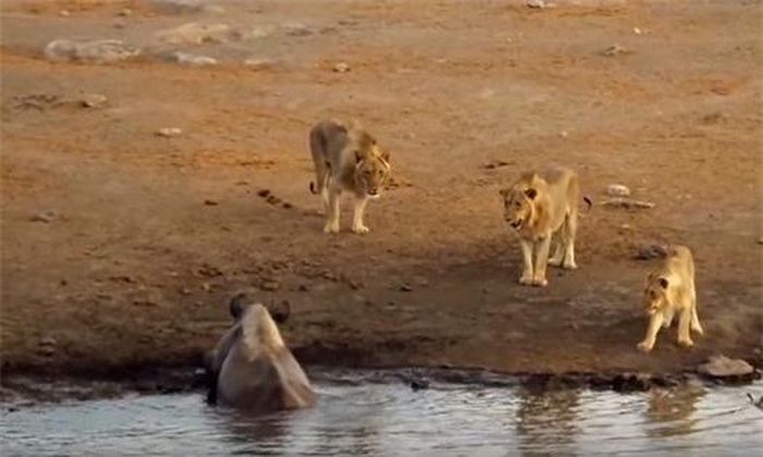 Tê giác đen trốn tránh, né sang trái rồi lại ì ạch di chuyển sang phải với mục đích kéo dài thời gian. Nó hi vọng mình sẽ nhanh chóng thoát khỏi đống bùn và tình thế nguy hiểm này.