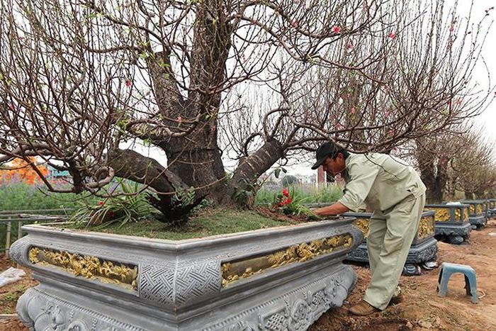 Theo những người trồng đào Nhật Tân, thời tiết này đang rất thuận lợi cho cây đào phát triển.