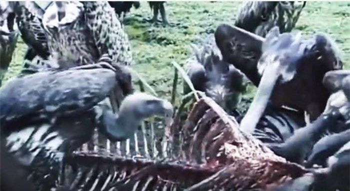  Khi được sở hữu xác ngựa vằn, những con kền kền không kiêng dè dóc thịt. 