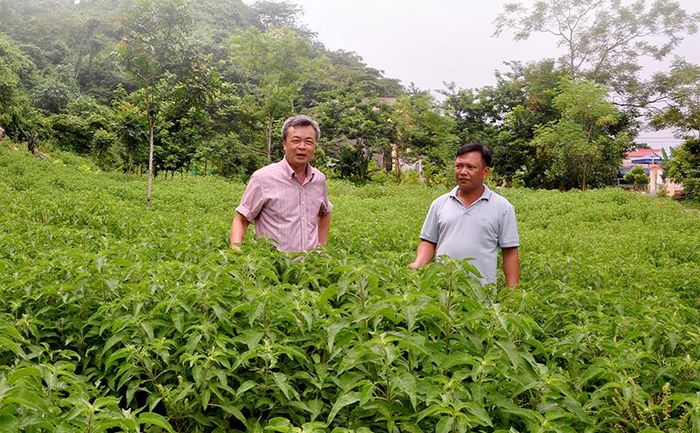 Vườn hương nhu của gia đình ông Đỗ Đình Ý, thôn Đông Thịnh, xã Tú Thịnh (Sơn Dương).