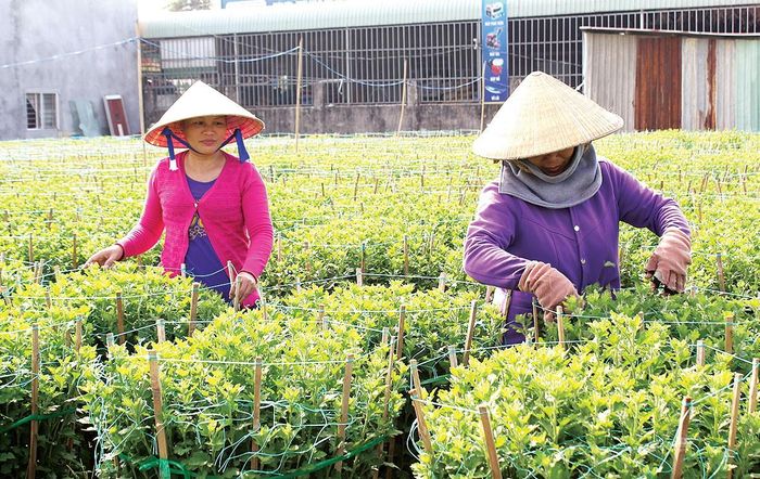 Chăm sóc hoa bán tết ở làng hoa Kim Dinh, TP Bà Rịa. Ảnh: NÔNG NGÂN