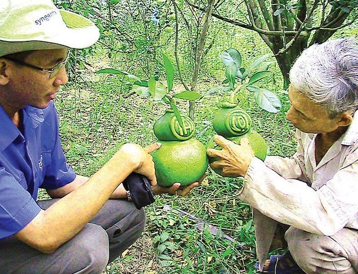 Hơn 6.000 trái bưởi hồ lô bán tết của nhà vườn huyện Châu Thành, tỉnh Hậu Giang. ẢNH: CAO PHONG 