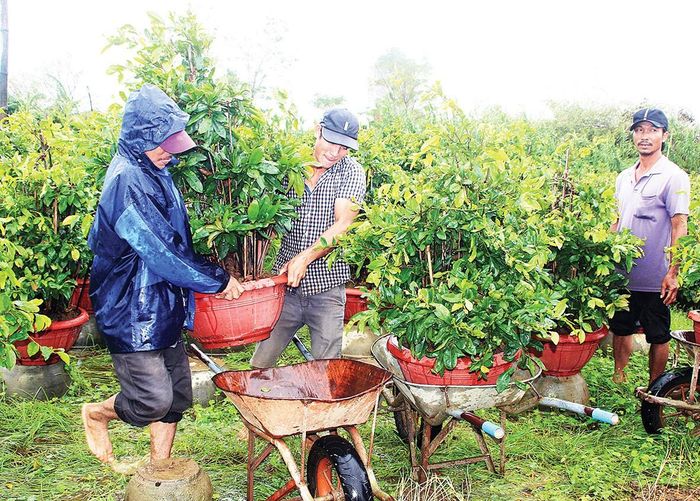 Thủ phủ mai vàng lớn nhất miền Trung chuẩn bị hàng tết. Ảnh: NGỌC OAI