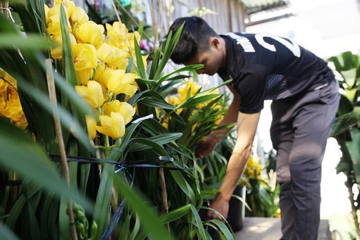 Địa lan xuống phố phục vụ thị trường tết ở Đà Lạt