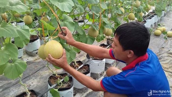 Nhiều mô hình "dân vận khéo" trong chuyển đổi cơ cấu cây trồng đã đem lại hiệu quả cao. Ảnh tư liệu