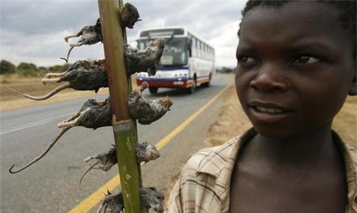 Những chú chuột nhỏ xíu như này cũng được bắt và đem bày bán tại Malawi