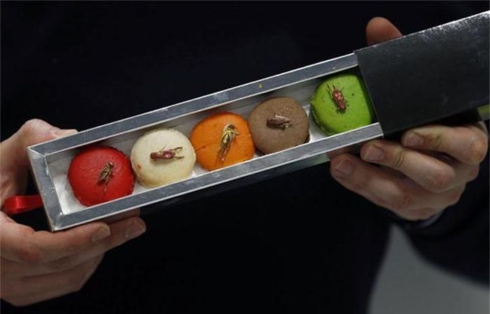 Những chiếc bánh màu sắc được trang trí những con côn trùng lạ mắt