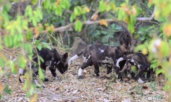 Được phát hiện ở khu vực Azura Selous, cạnh con sông lớn Ruaha thuộc khu bảo tồn động vật hoang dã Selous Game Reserve, đàn chó con này vẫn đang ở thời kỳ nguy hiểm nhất, dễ bị tấn công và mất mạng nhất.