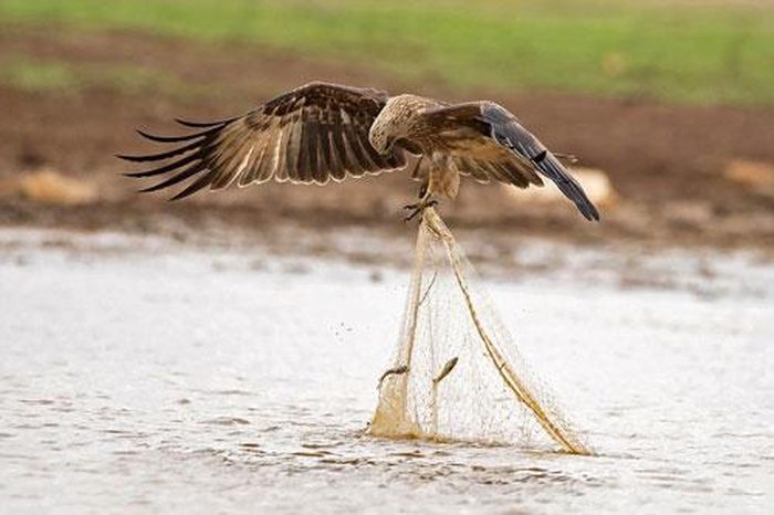 Nhiếp ảnh gia Vaibhav Mupadi, 31 tuổi đã ghi lại được cảnh tượng ngoạn mục khi một con chim diều lửa táo bạo lao xuống nhấc cả lưới của ngư dân lên để cướp cá tại khu vực Bangalore, Ấn Độ.