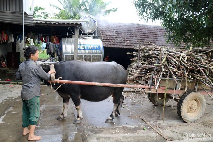 Ngày trước, diện tích trồng mía nhiều, công cụ ép mía thô sơ, việc che mía nấu mật bắt đầu từ tháng 11 âm lịch và kéo dài đến tận Tết Nguyên đán. Nay nhờ có máy móc nên việc che mía trở nên đơn giản hơn. Tuy nhiên chỉ có một số hộ trồng mía mua sắm máy ép, họ vừa làm cho nhà mình, vừa đi ép thuê cho các gia đình (30 nghìn đồng/chảo nước mía). Một số hộ dân dùng xe công nông, xe trâu chở mía đến các nhà có máy, ép xong rồi chở nước mía về.
